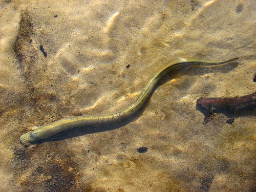 Ukrainian brook lamprey